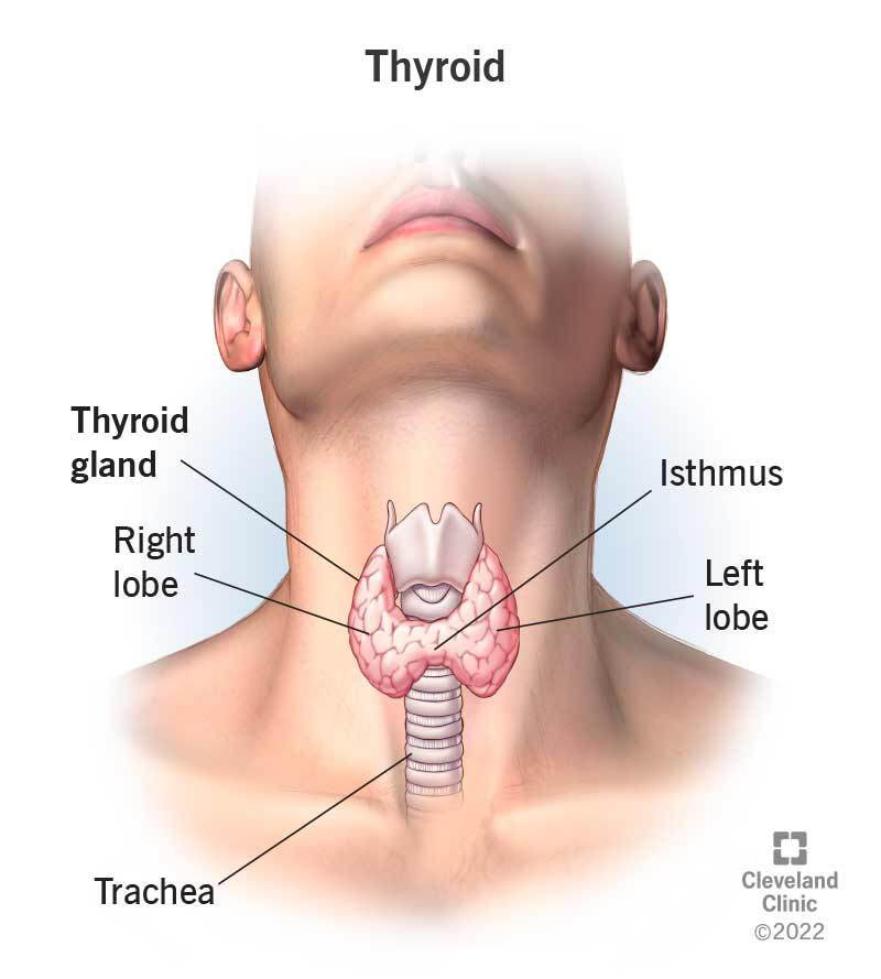 thyroid gland